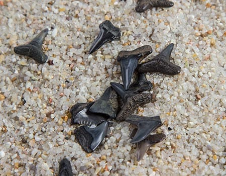 mit etwas Glück findet man Fossilien in Cadzand